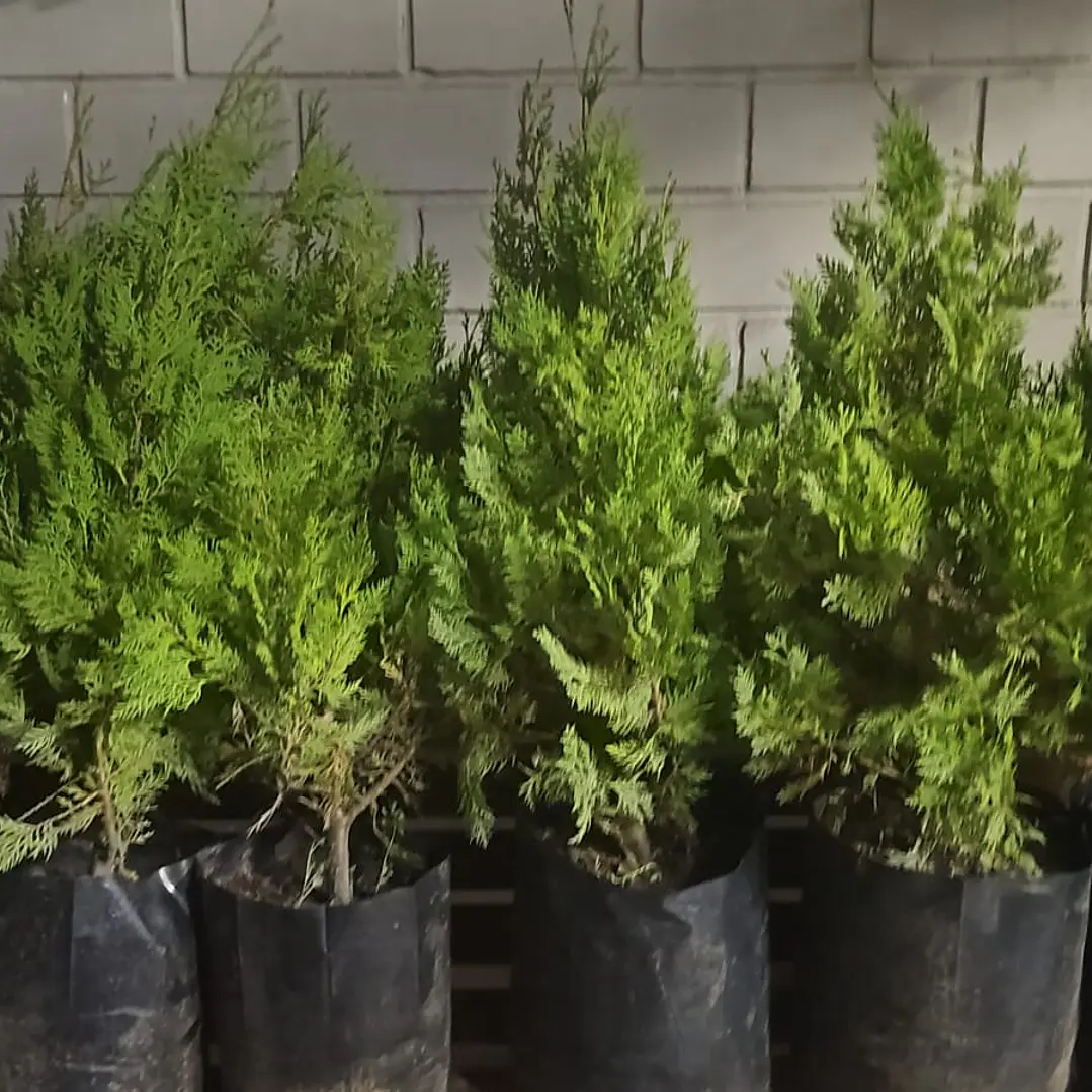 Pino Thuja 80 cm 2