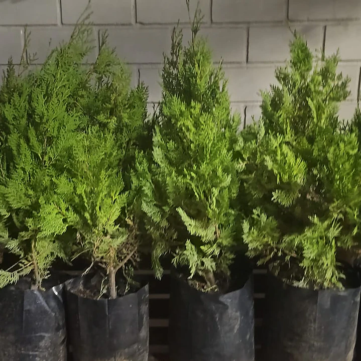 Pino Thuja 80 cm 2