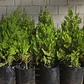 Pino Thuja 80 cm - Miniatura 2