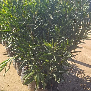 Laurel blanco 1.50