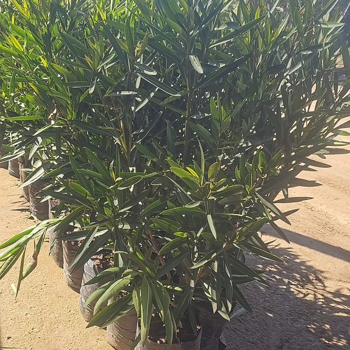 Laurel blanco 1.50 1