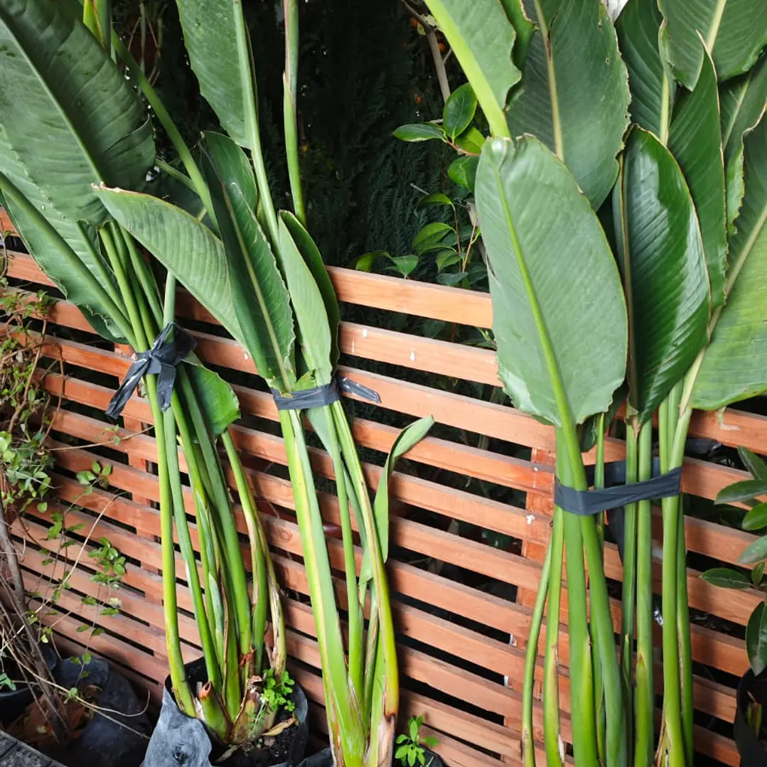 Ave del Paraíso - Strelitzia Reginae 1