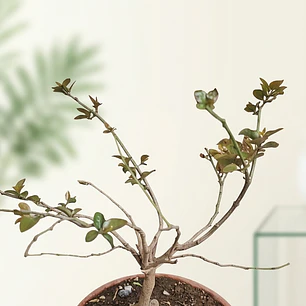 Peumo bonsai 40cm