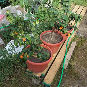 Kumquat ultimos con frutos frondosos en maceta
