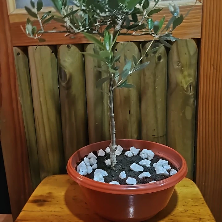 Olivo Bonsai 5 años 1