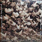 Vinilo Kate Bush The Dreaming Nuevo Sellado - Miniatura 2