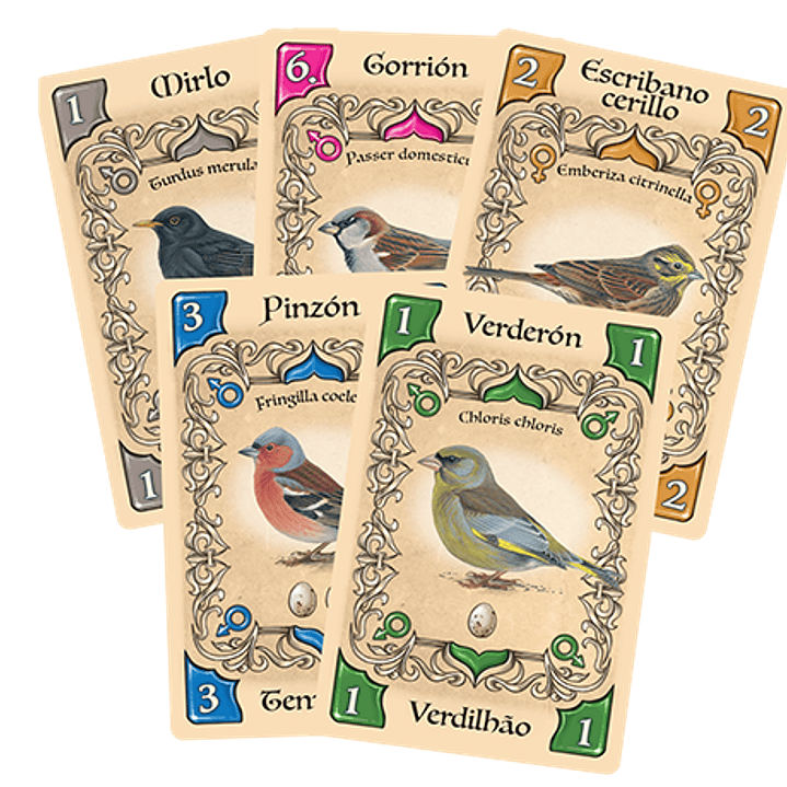 Pájaros Cantores - Español 2