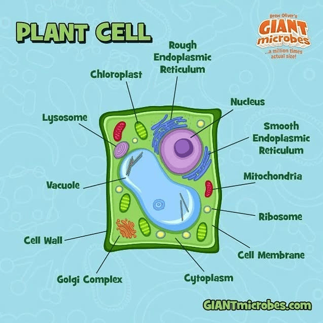 Peluche de células vegetales de GIANTmicrobes: aprenda sobre