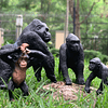 King Kong Toys, juguetes de animales de safari, figuras de l