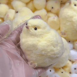 Squishy Juguetes blandos hechos a mano de Chick Taba, juguet