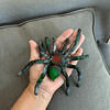 Squishy Araña Jiggly de goma Estirar y apretar Elástico gran