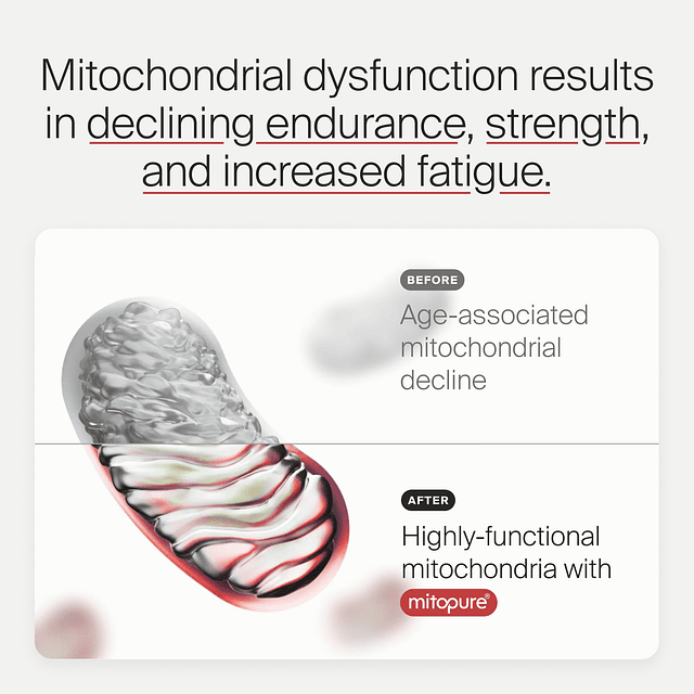 Mitopure Urolithin A Primer suplemento clínicamente probado