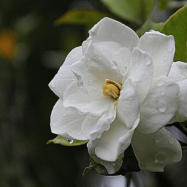 Gardenia Vela perfumada en tarro de boticario de vidrio gran