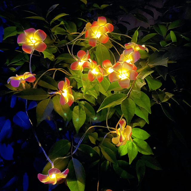 Flores solares de plumeria al aire libre impermeables fiesta