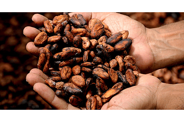 Benefits of cocoa powder