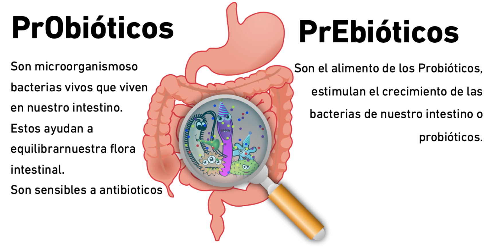 Infografía de probióticos & Probióticos 