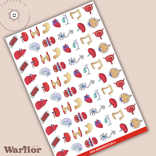 Lámina de Stickers Mini Anatomía