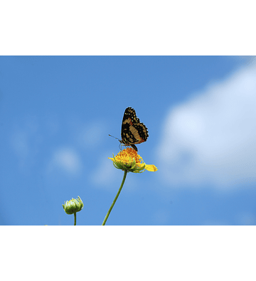 75W80 CHAMPION OEM SPECIFIC