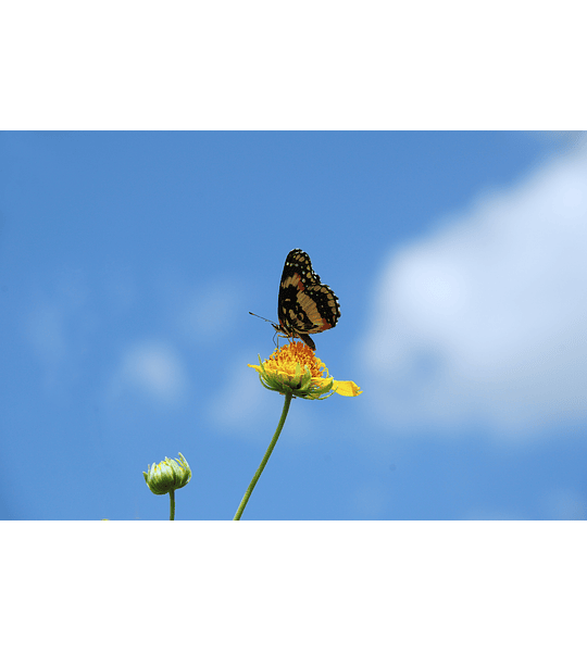 75W80 CHAMPION OEM SPECIFIC