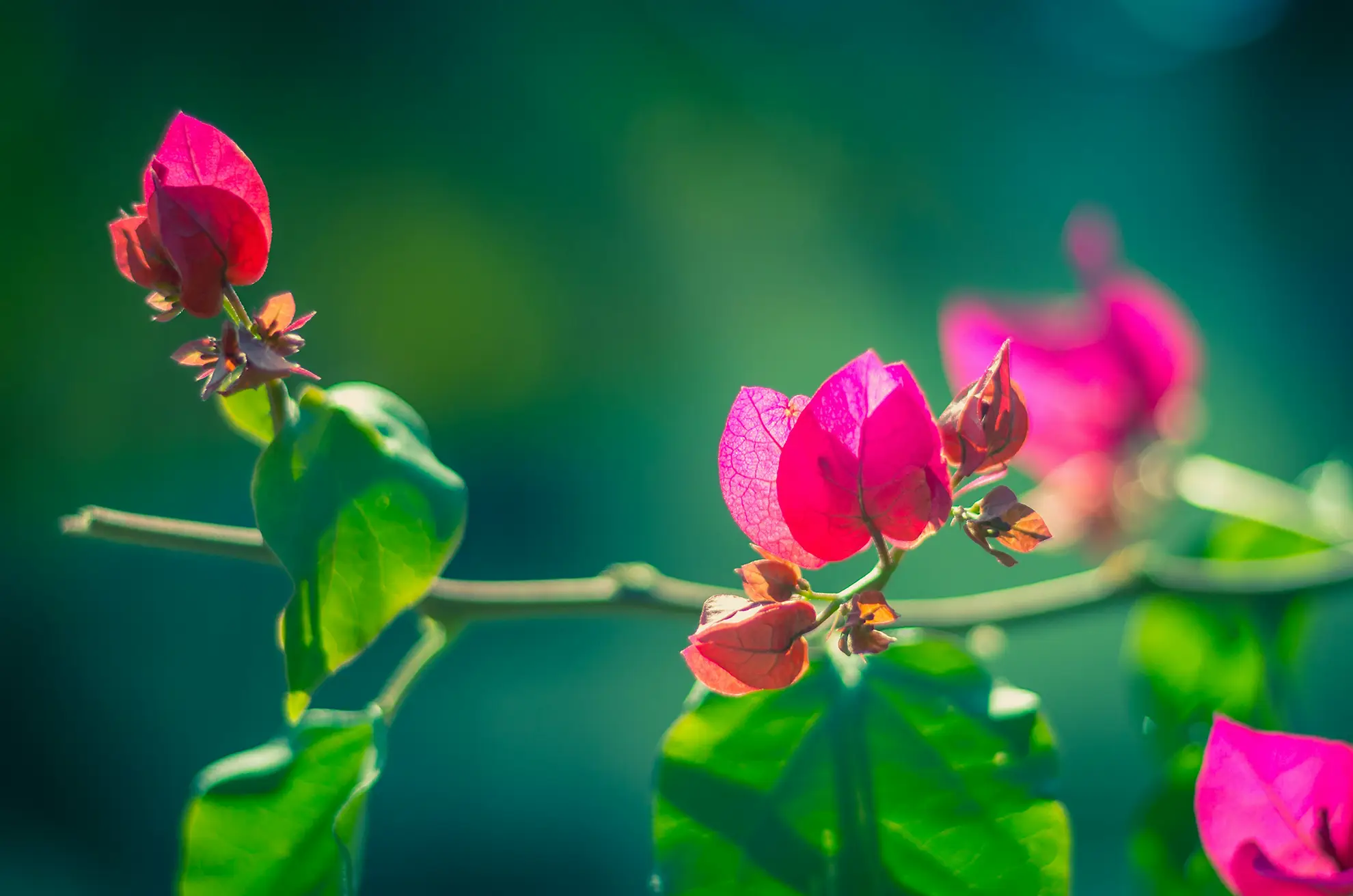 Capturing Moments: The Evolution of Digital Photography