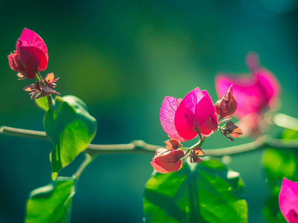 Capturing Moments: The Evolution of Digital Photography