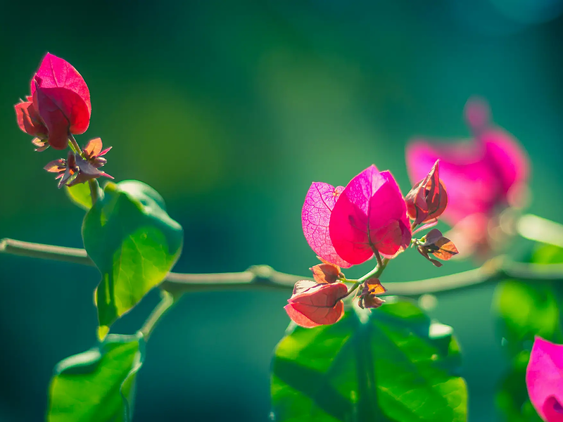 Capturing Moments: The Evolution of Digital Photography