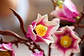 LEGO: Botanicals - Ramas de Magnolia - Miniatura 7