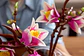 LEGO: Botanicals - Ramas de Magnolia - Miniatura 8