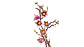 LEGO: Botanicals - Ramas de Magnolia - Miniatura 3