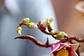 LEGO: Botanicals - Ramas de Magnolia - Miniatura 10