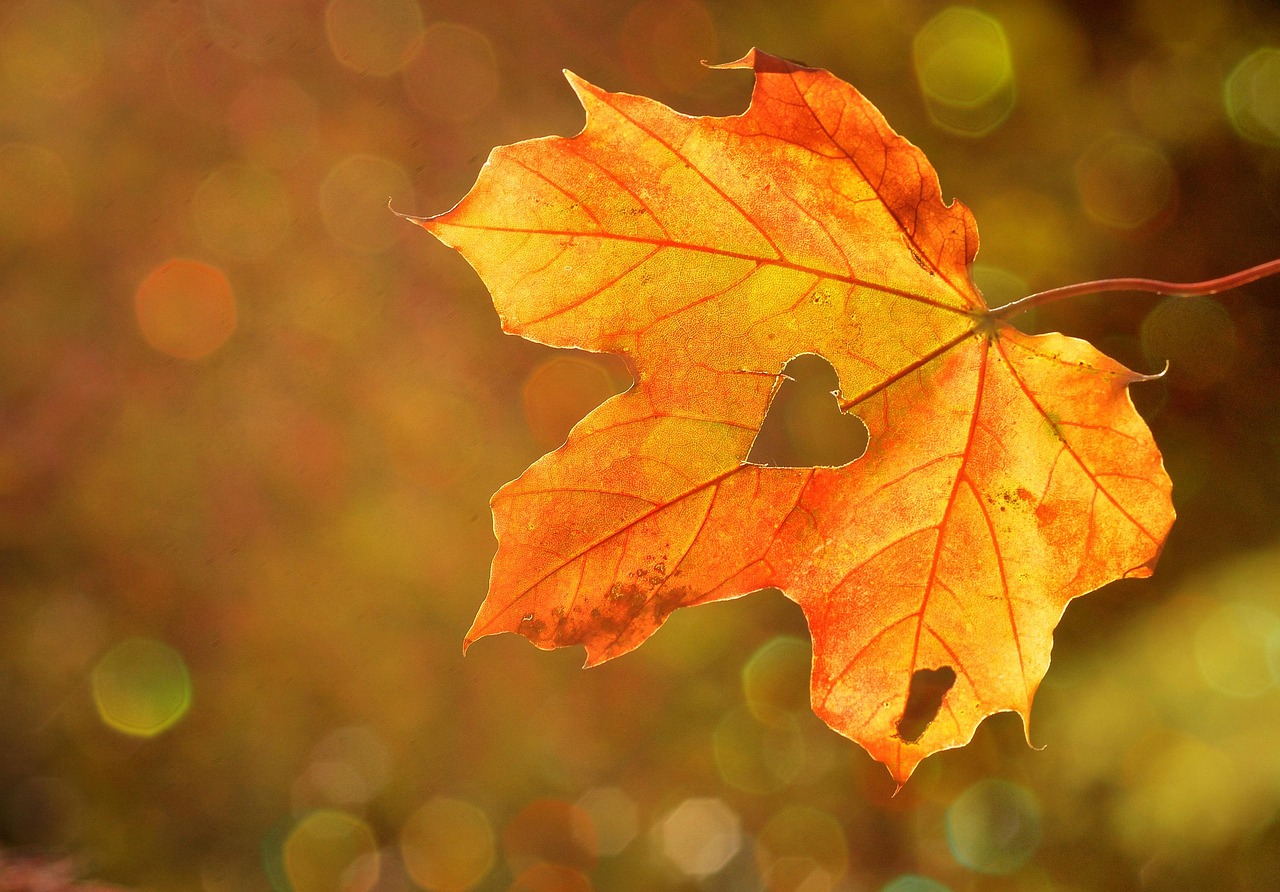 OTOÑO / INVIERNO