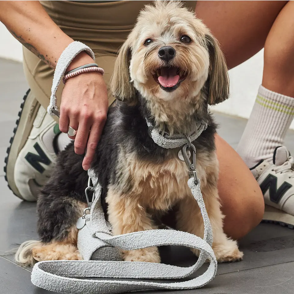 leashes 2