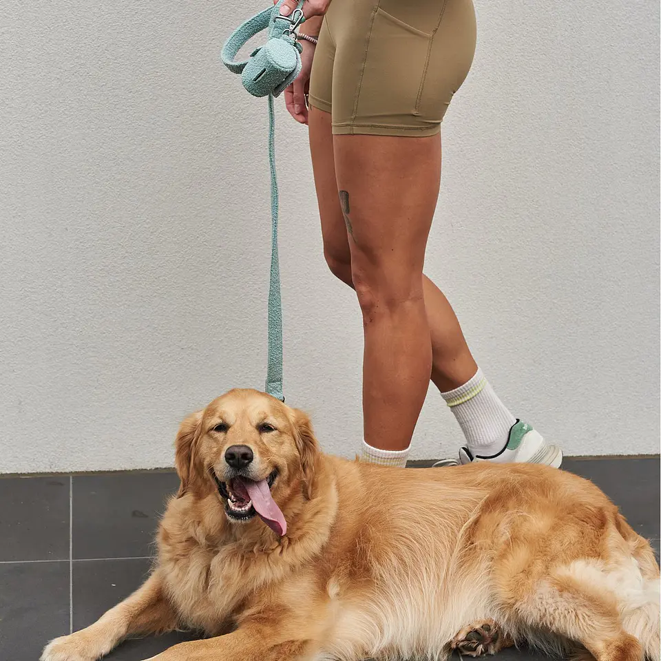 leashes 8