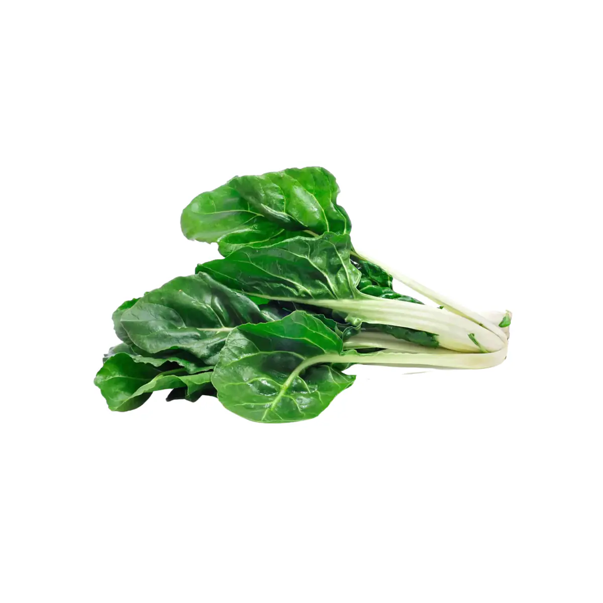 Acelga und
