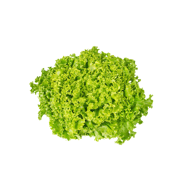 Lechuga Lollo Bionda AcquaVita 