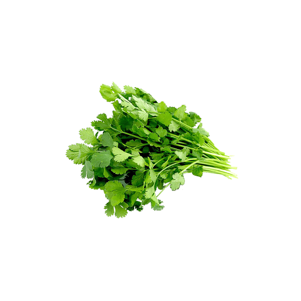 Cilantro Grande 