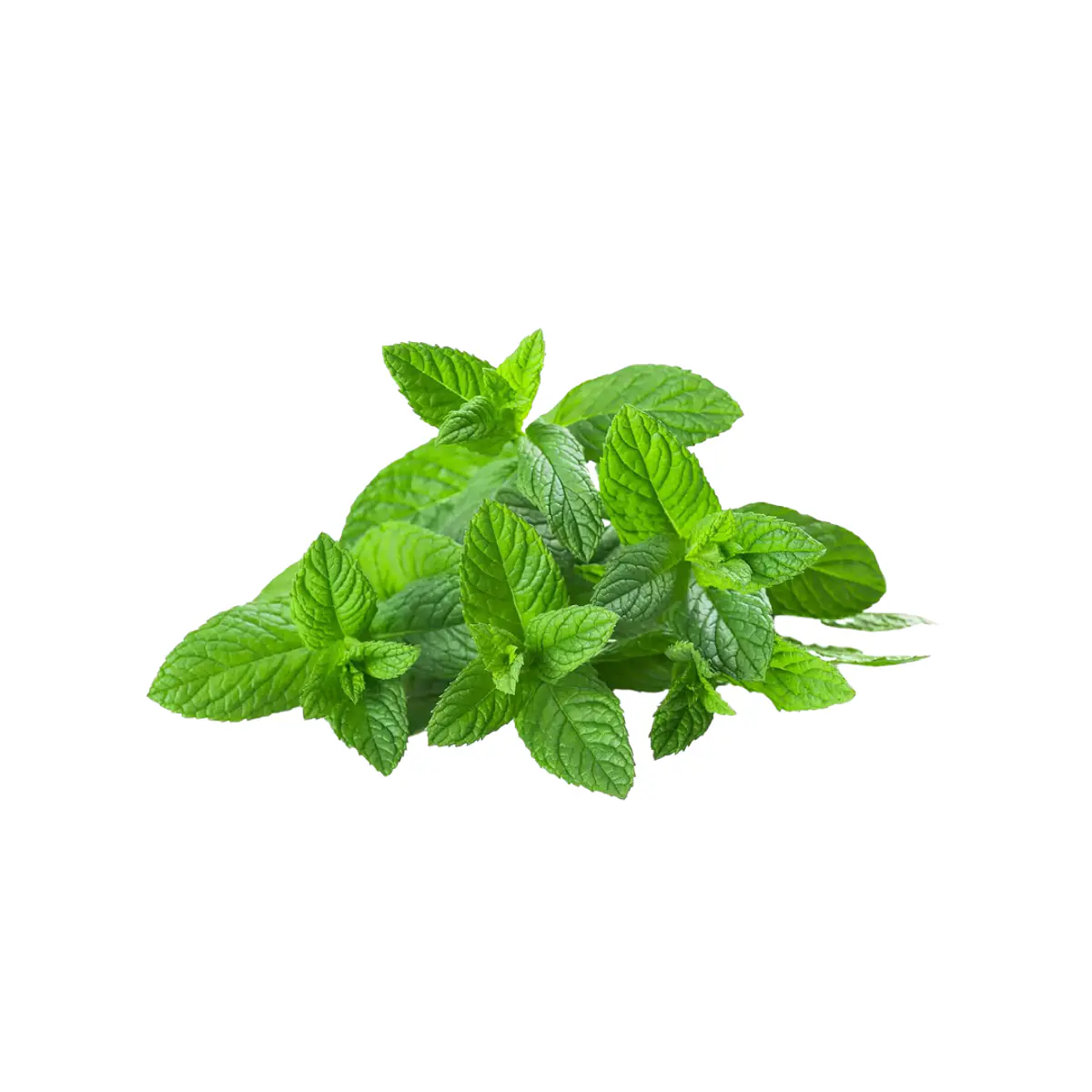 Menta Fresca Bolsa (150Gr)