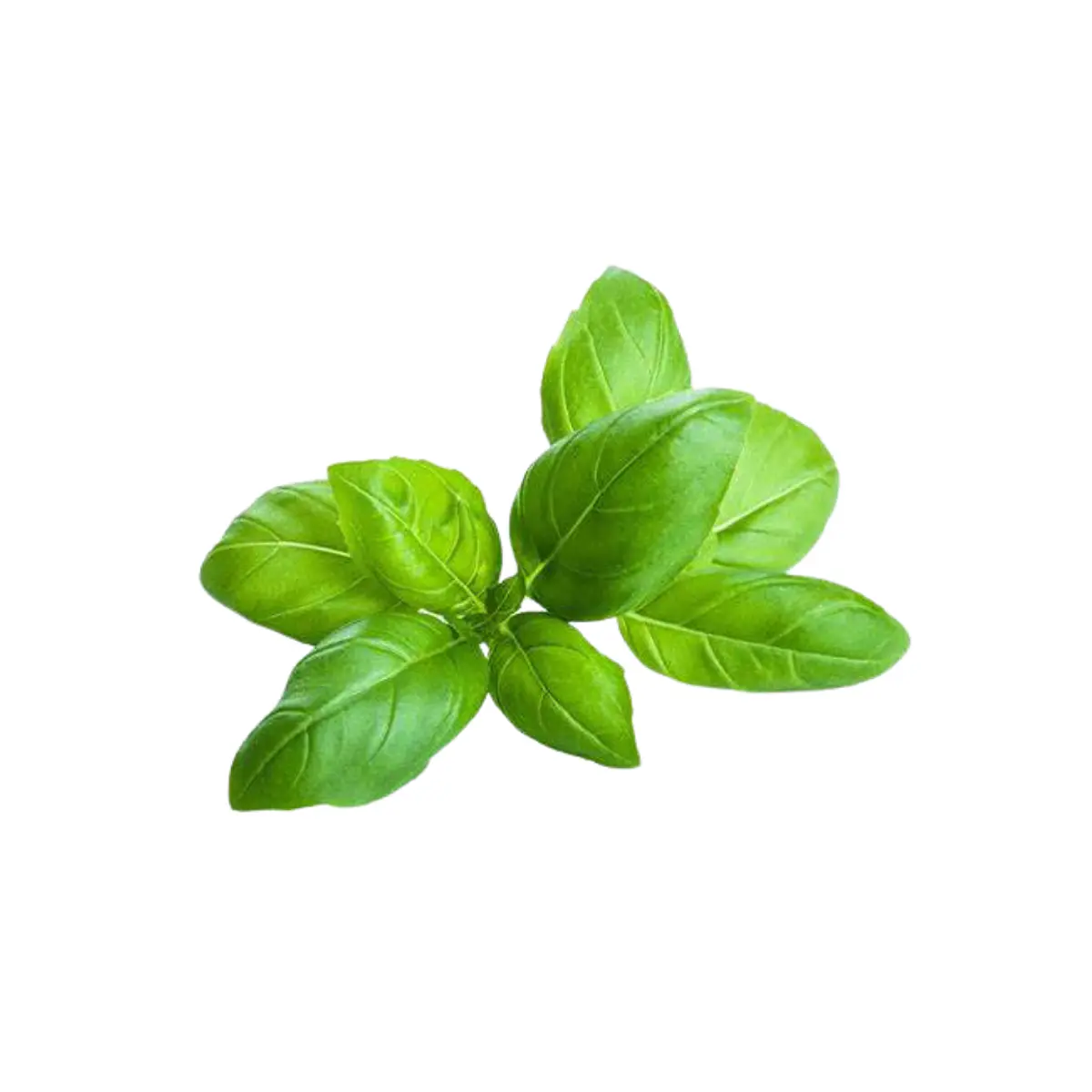 Albahaca kg