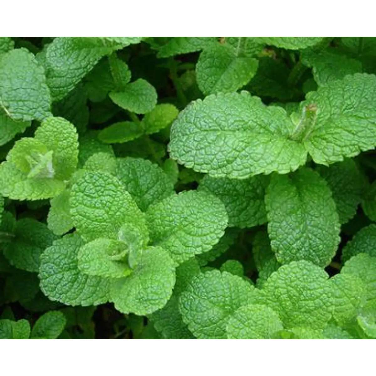 Menta Fresca 100 grs