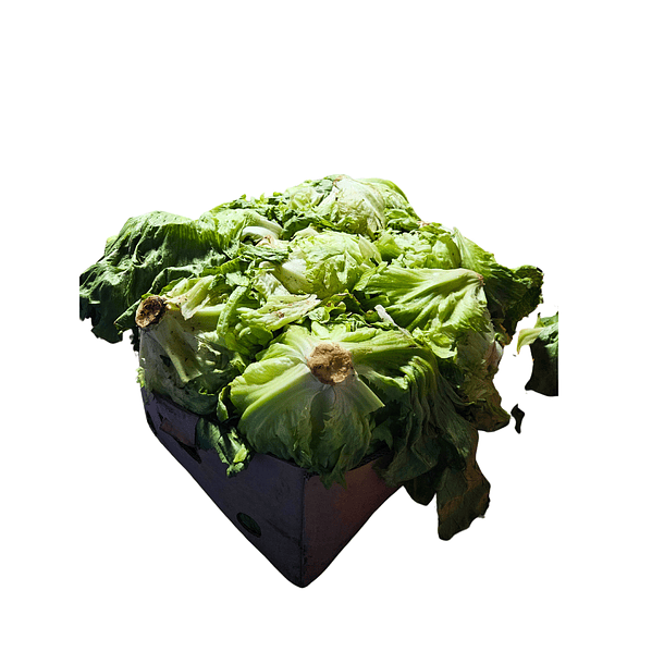 Caja de Lechuga Escarola 14 Unidades Aprox 