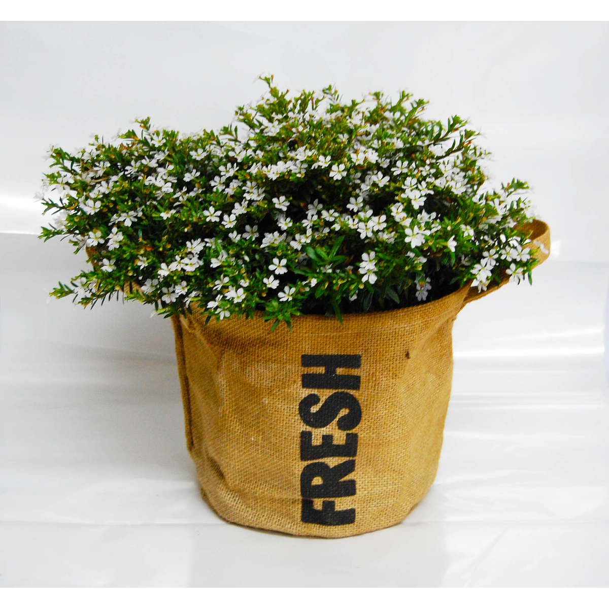 plantas-feel-flowers