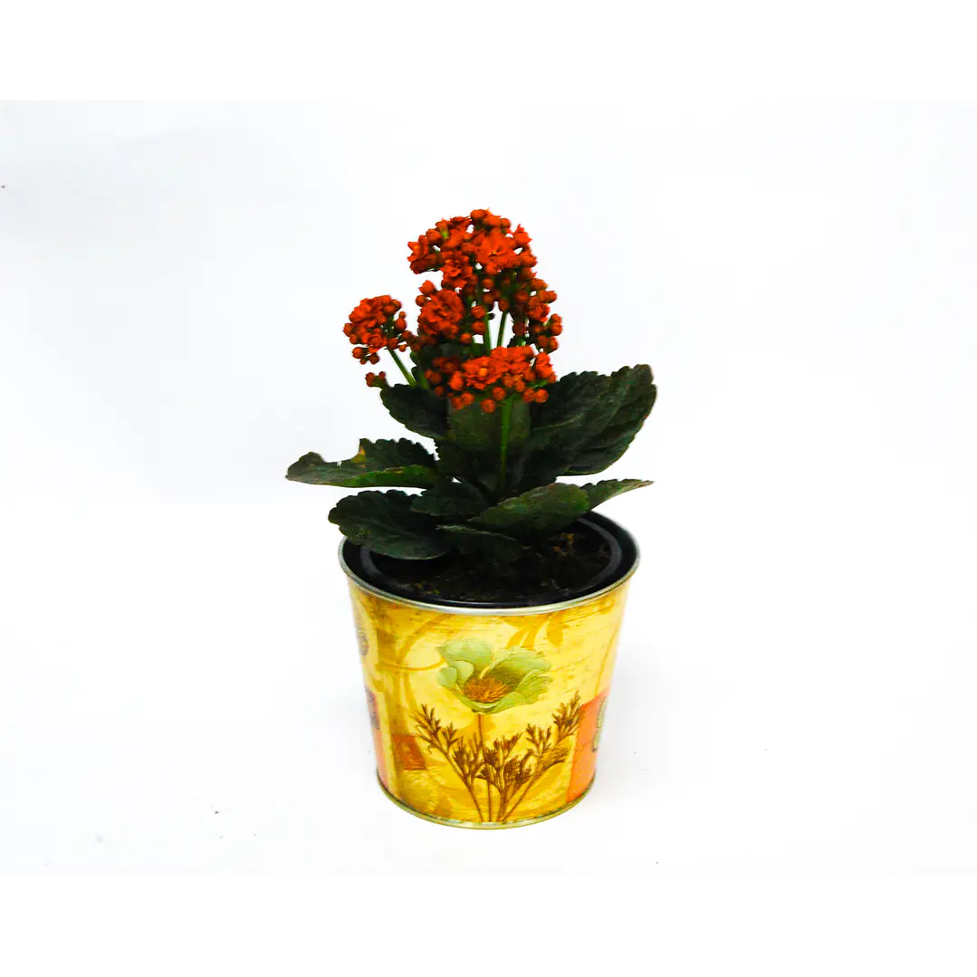 Kalanchoe 1