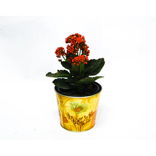 Kalanchoe