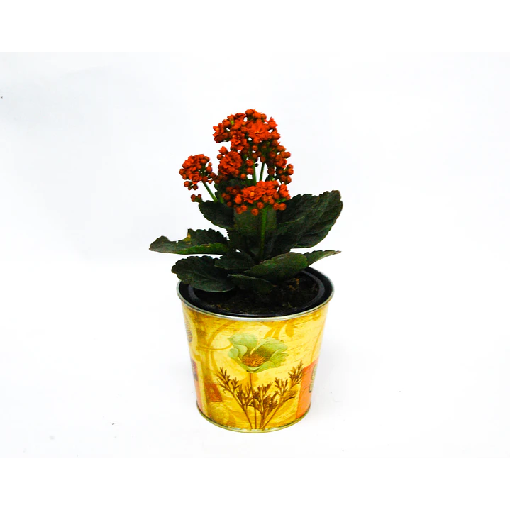 Kalanchoe 1