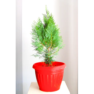 Pino thuja o pino azul en macetero