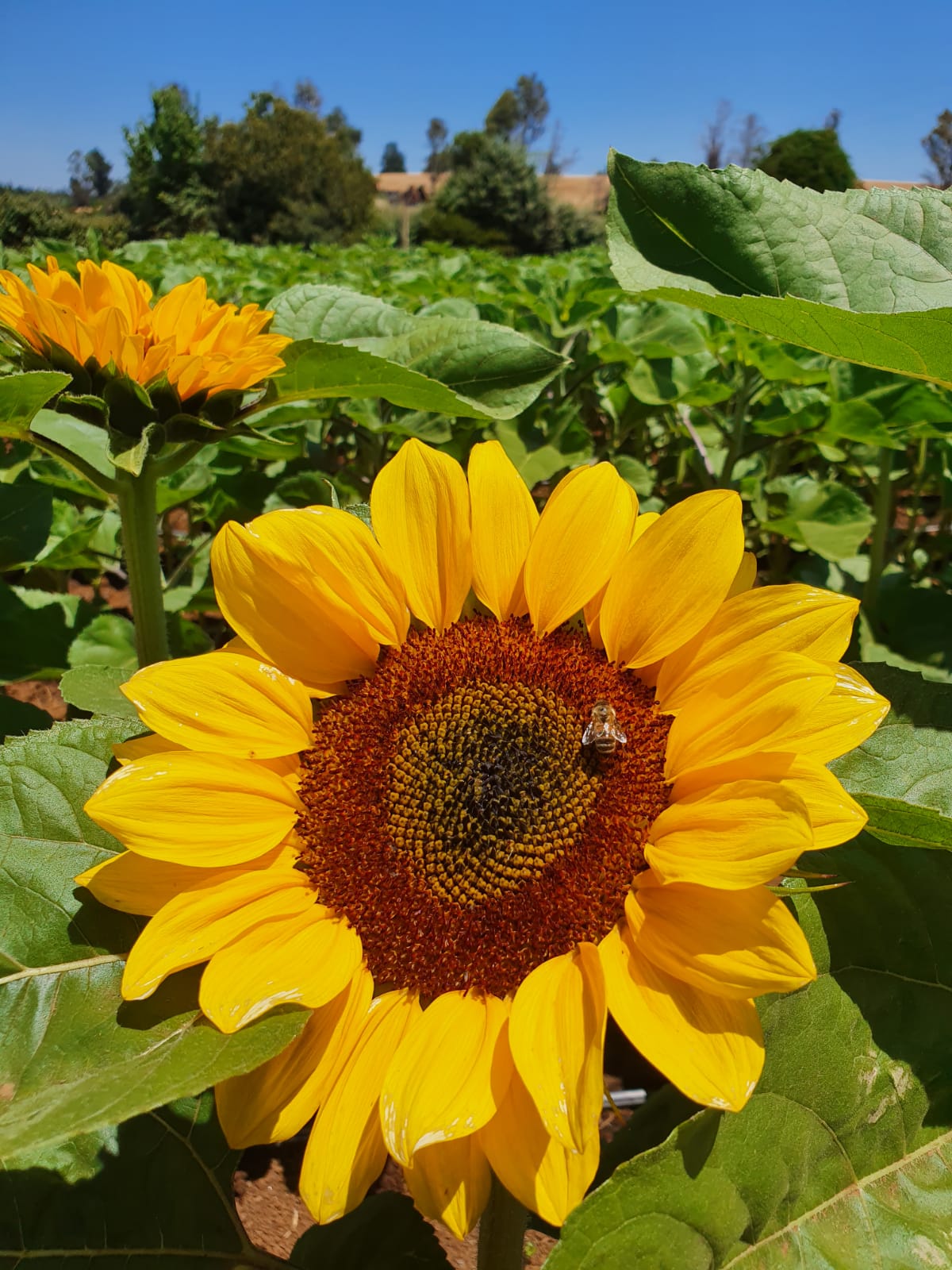 Girasoles