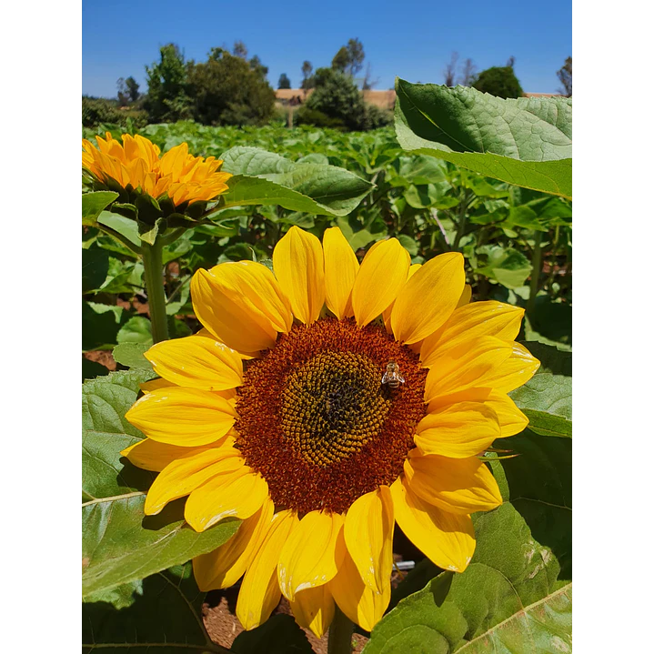 Girasoles 1