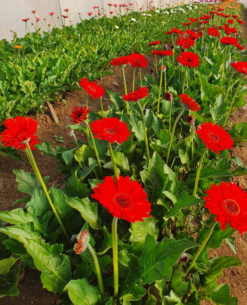 Gerberas