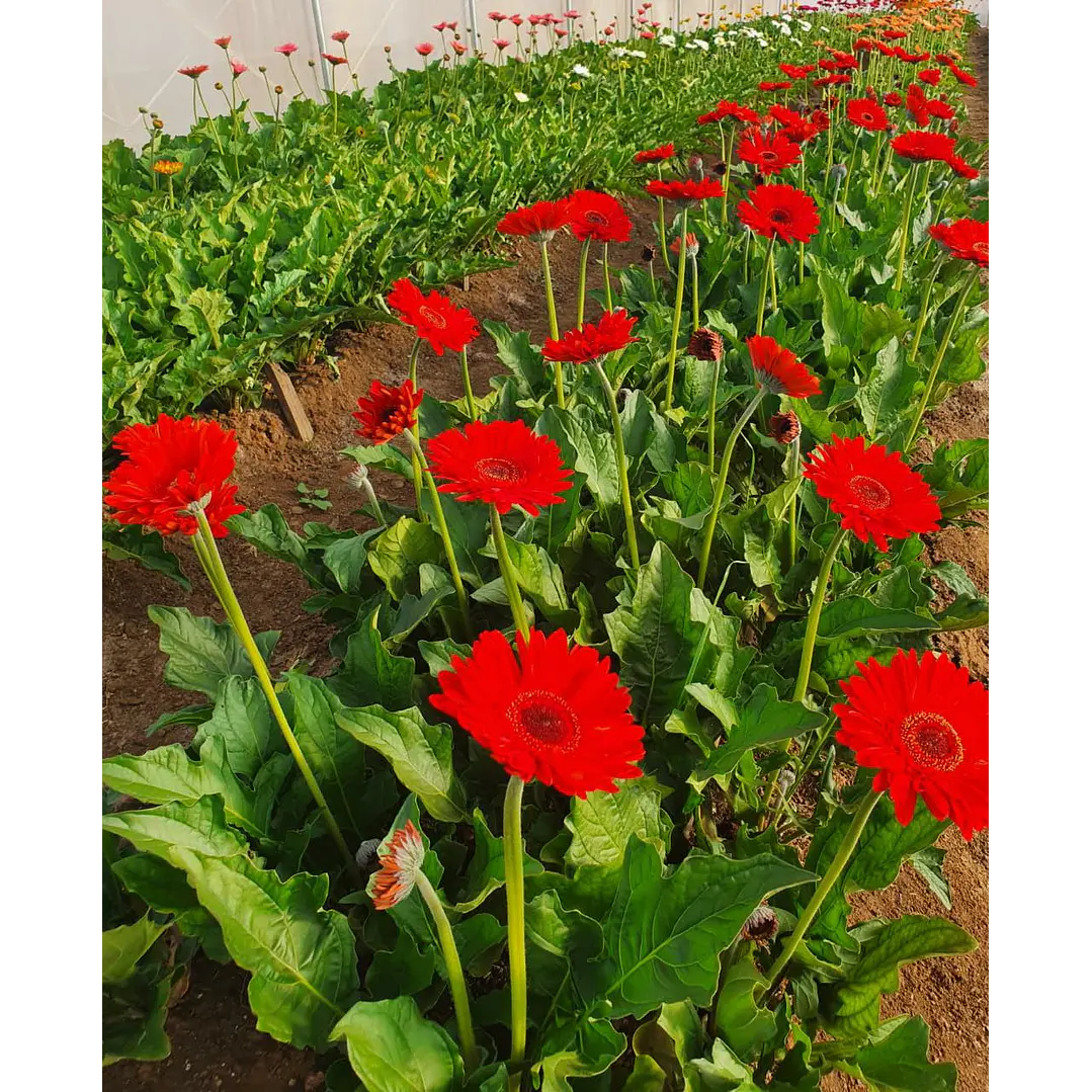 Gerberas 1