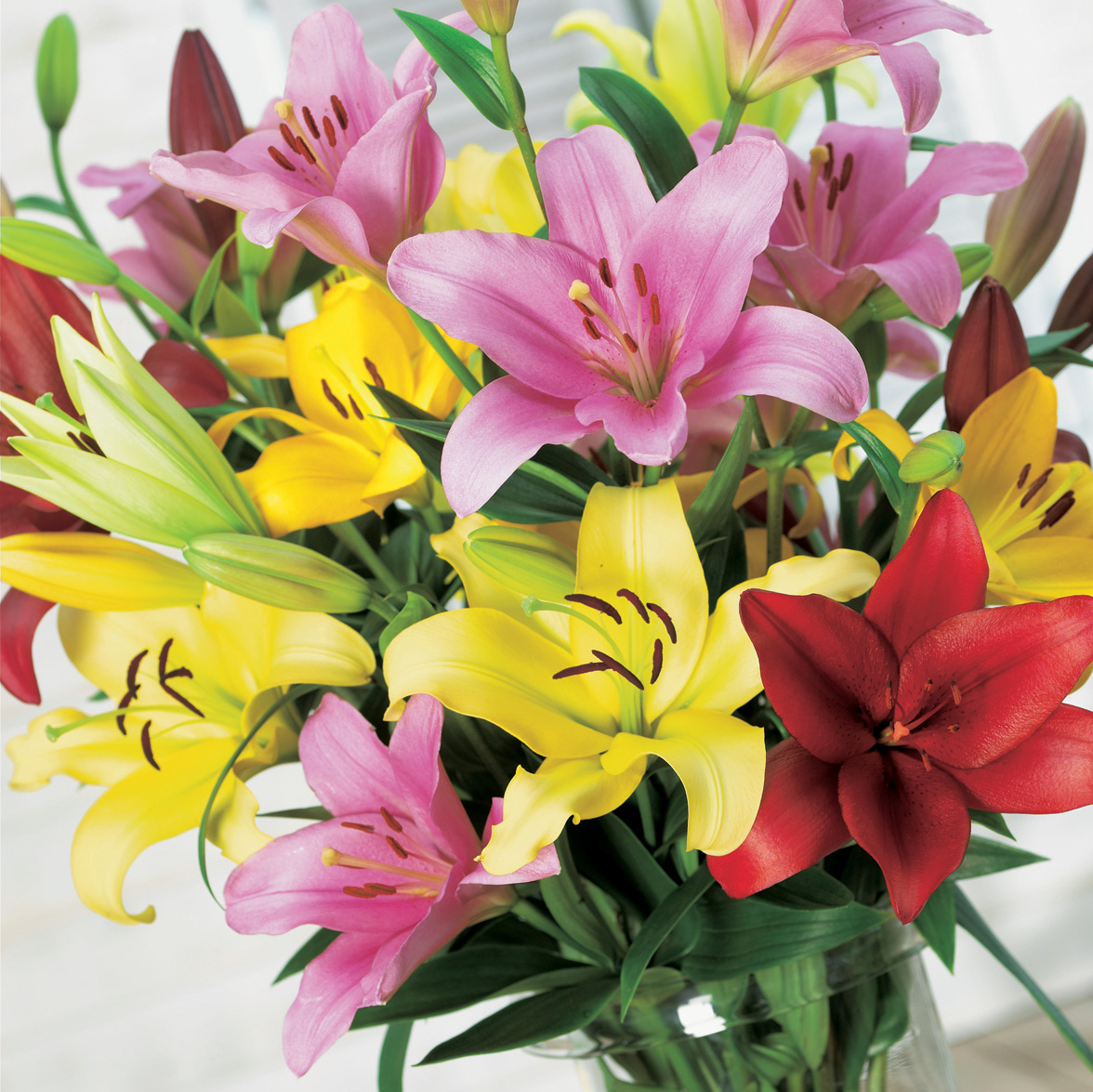 Liliums